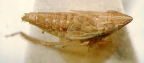 <i>Warlucephala abbreviata</i> Fletcher, brachypterous male.