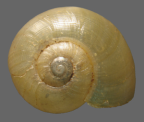 <em>Echotrida strangeoides</em>, dorsal view.
Diameter of shell: 9 mm