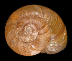 <em>Annabellia bingara</em>, dorsal view.
Diameter of shell: 20 mm.