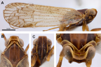 <i>Chidaea crassa</i> Löcker and Holzinger. A: <i>habitus</i>, B-D: head.