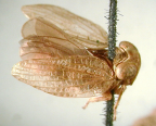 <i>Chlamydopteryx ridicularis</i> (Kirkaldy), holotype male