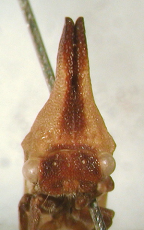 <i>Neosextius longinotum</i> Day, adult, frontal view.
