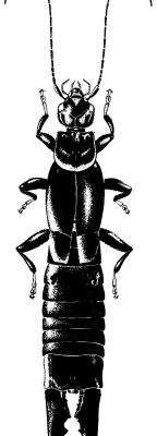 Chelisochidae
