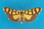 <i>Chiriphe middletoni</i> (Turner, 1942), male