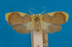 <i>Melastrota nigrisquamata</i> (Swinhoe, 1901), female 
