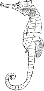 Syngnathidae: <I>Hippocampus</I>