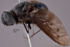 <i>Anthrax torulus</i> Holotype