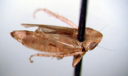 <I>Warlucephala arunda </I>(Jacobi), lectotype female.