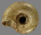 <em>Laevidelos clermont</em>, ventral view.