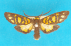 <i>Asura semivitrea</i> (Rothschild, 1913), male