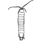 <I>Tainisopus fontinalis</I>