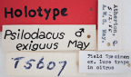 <i>Psilodacus exiguus</i> Holotype label