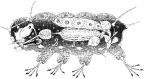 Semidiagrammatic drawing of the hypothetical ancestral tardigrade (female) showing general features