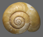 <em>Saladelos commixta</em>, dorsal view.
Diameter of shell: 11 mm.