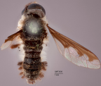<i>Myonema humilis</i> Holotype