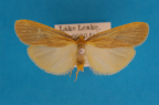 <i>Scoliacma pactolias</i> Meyrick, 1886, male