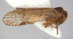 <i>Leptolamia bunyaensis</i> Löcker, adult male