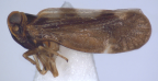 <i>Leptolamia glaciata</i> Löcker, adult male