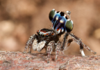 <i>Maratus harrisi</i> Otto & Hill, 2011