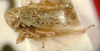 <I>Pediopsis mandurae</I> (Evans), holotype male.