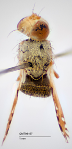 <i>Paraactinoptera danielsi</i> Holotype
