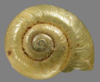 <em>Umbilidelos altonmoui</em>, dorsal view.
Diameter of shell: 9 mm