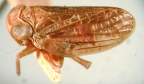 <i>Chlamydopteryx eurobium</i> Kirkaldy, syntype female