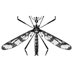 Tanyderidae