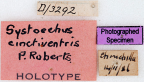 <i>Systoechus cinctiventris</i> Holotype label