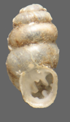 <em>Gastrocopta mussoni</em>, apertural view. Height of shell: 2.7 mm