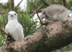 Adult White Tern with chick, Lord Howe Island, December 2011
