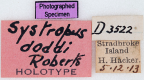<i>Systropus doddi</i> Holotype label