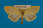 <i>Symmetrodes sciocosma</i> Meyrick, 1888, male