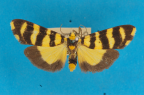 <i>Chiriphe equidistans</i> (T.P. Lucas, 1890), male