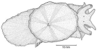 Family Tylodinidae. <i>Tylodina corticalis</i>. (from Beesley, Ross & Wells 1998) [L. Newman]