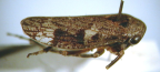<I>Nanipoides maculosa </I>(Evans), adult.