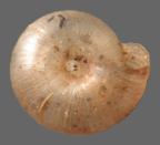 <em>Pseudiotula eurysiana</em>, ventral view.
