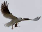 Black-shouldered Kite, Canberra