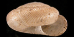 <i>Pleurodiscus balmei</i>, apertural view. Diameter of shell: 11 mm