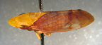 <i>Bulotartessus ambiguus</i> F. Evans, adult female.