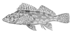 <I>Chironemnus microlepis</I> holotype