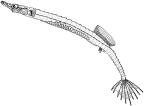 Syngnathidae: <I>Heraldia</I>