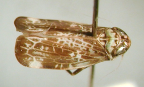 <i>Anemolua hanuala</i> Kirkaldy, type species of <i>Anemolua</i> Kirkaldy.