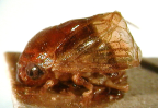 <i>Hindoloides appendiculata</i> (Hacker), type species of <i>Hindoloides</i> Distant.