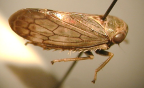 <I>Neotartessus flavipes</I> (Spångberg), adult female