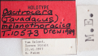 <i>Bactrocera (Bactrocera) melanothoracica</i> Holotype label