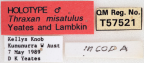 <i>Thraxan misatulus</i> Holotype label