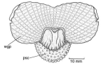 Family Cymbuliidae. <i>Corolla ovata</i>. (from Beesley, Ross & Wells 1998) [L. Newman]
