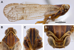 <i>Chidaea bobadeenensis</i> Löcker and Holzinger. A: <i>habitus</i>, B-D: head.