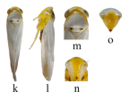 <i>Zinga longa</i> Cao <i>et al.</i>, specimen from Australia (used with permission)